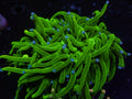 Green with Blue Tip Torch