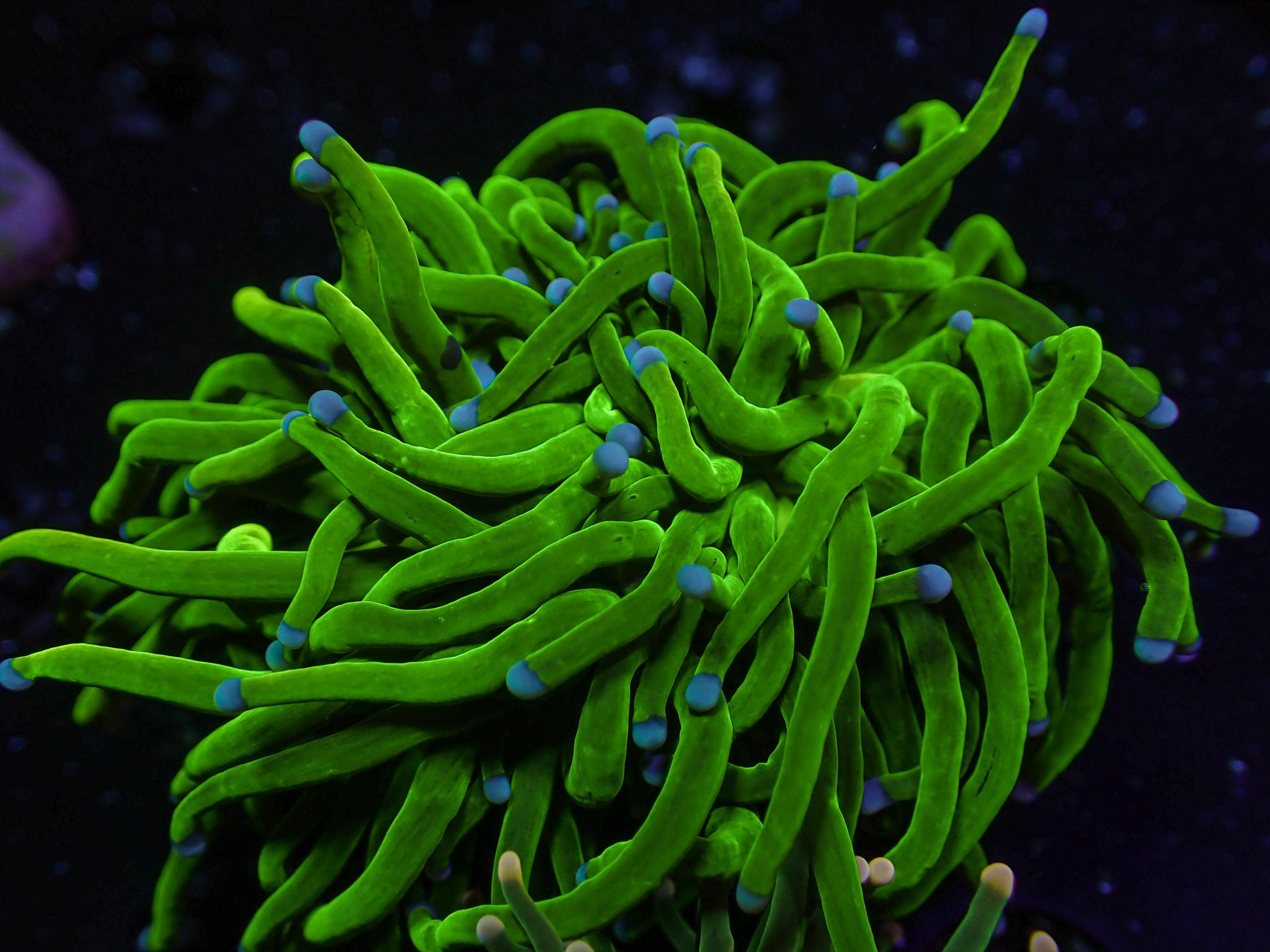 Green with Blue Tip Torch