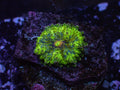 Greenie Yuma - WYSIWYG 14