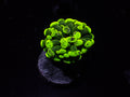 Toxic Hammer
