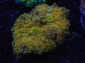 Insane Yellow Yuma - WYSIWYG 197