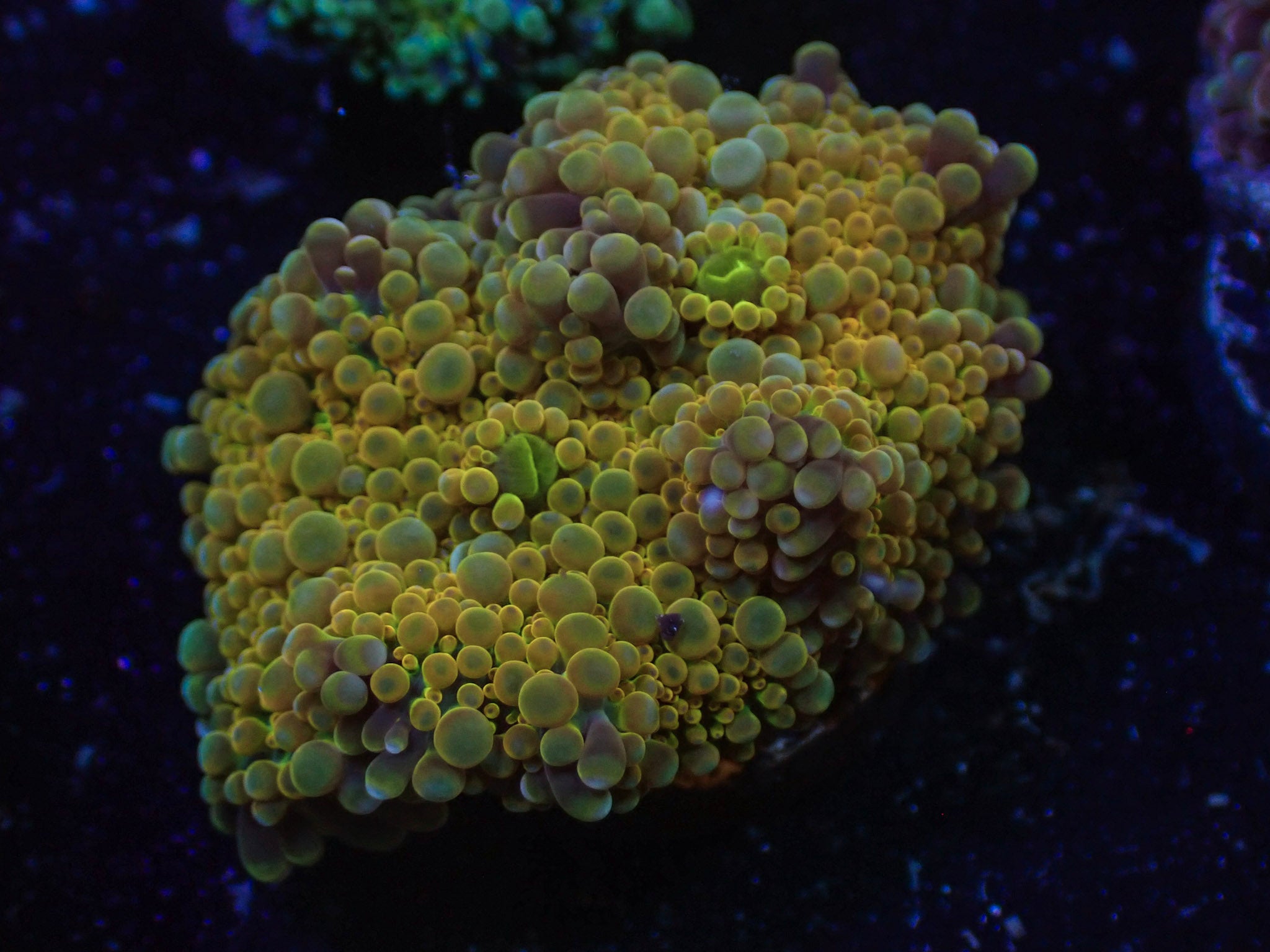 Insane Yellow Yuma - WYSIWYG 197