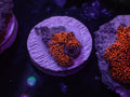 Interstellar Mushroom - WYSIWYG 134