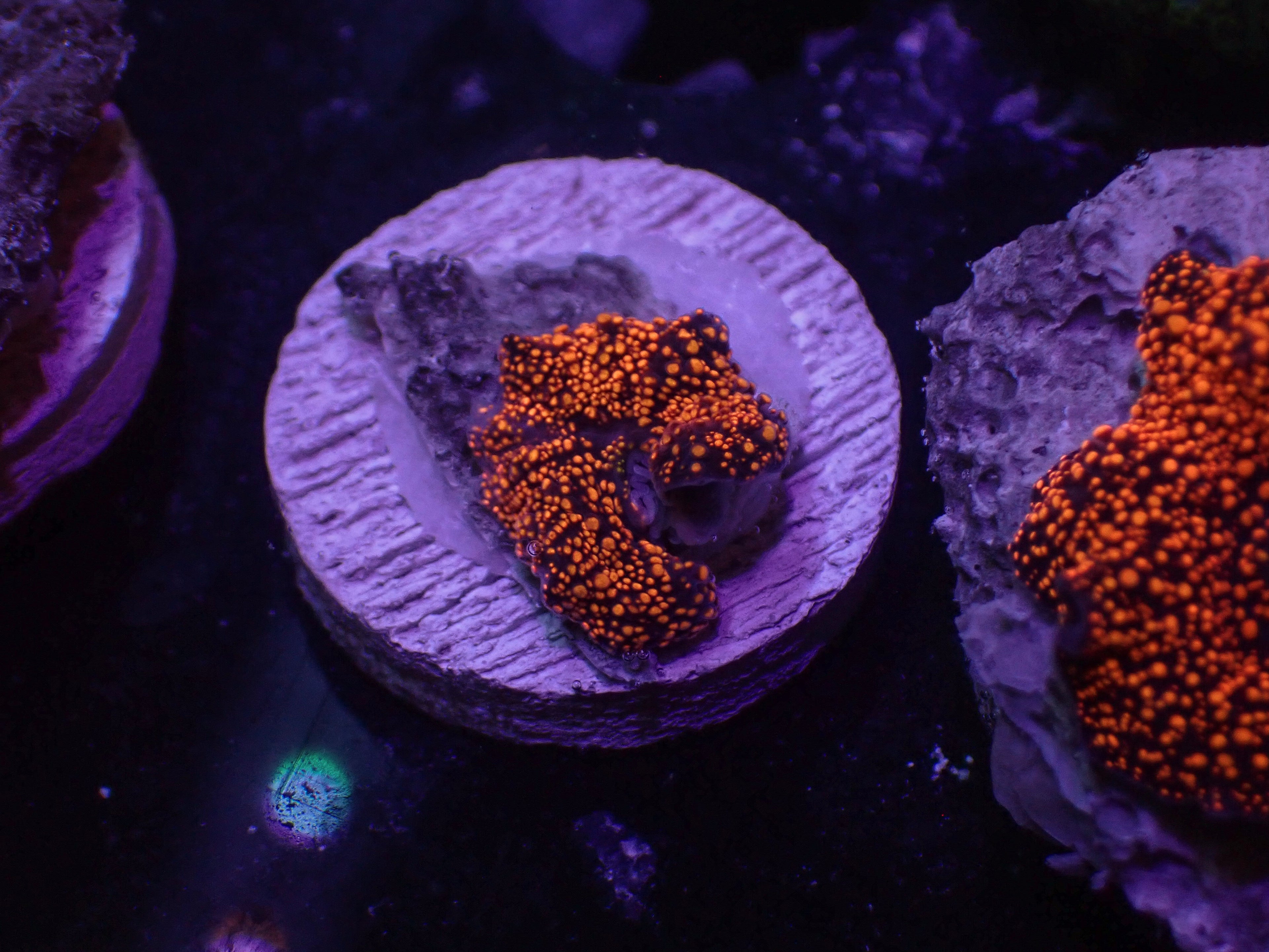 Interstellar Mushroom - WYSIWYG 134