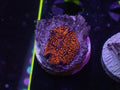 Interstellar Mushroom - WYSIWYG 135