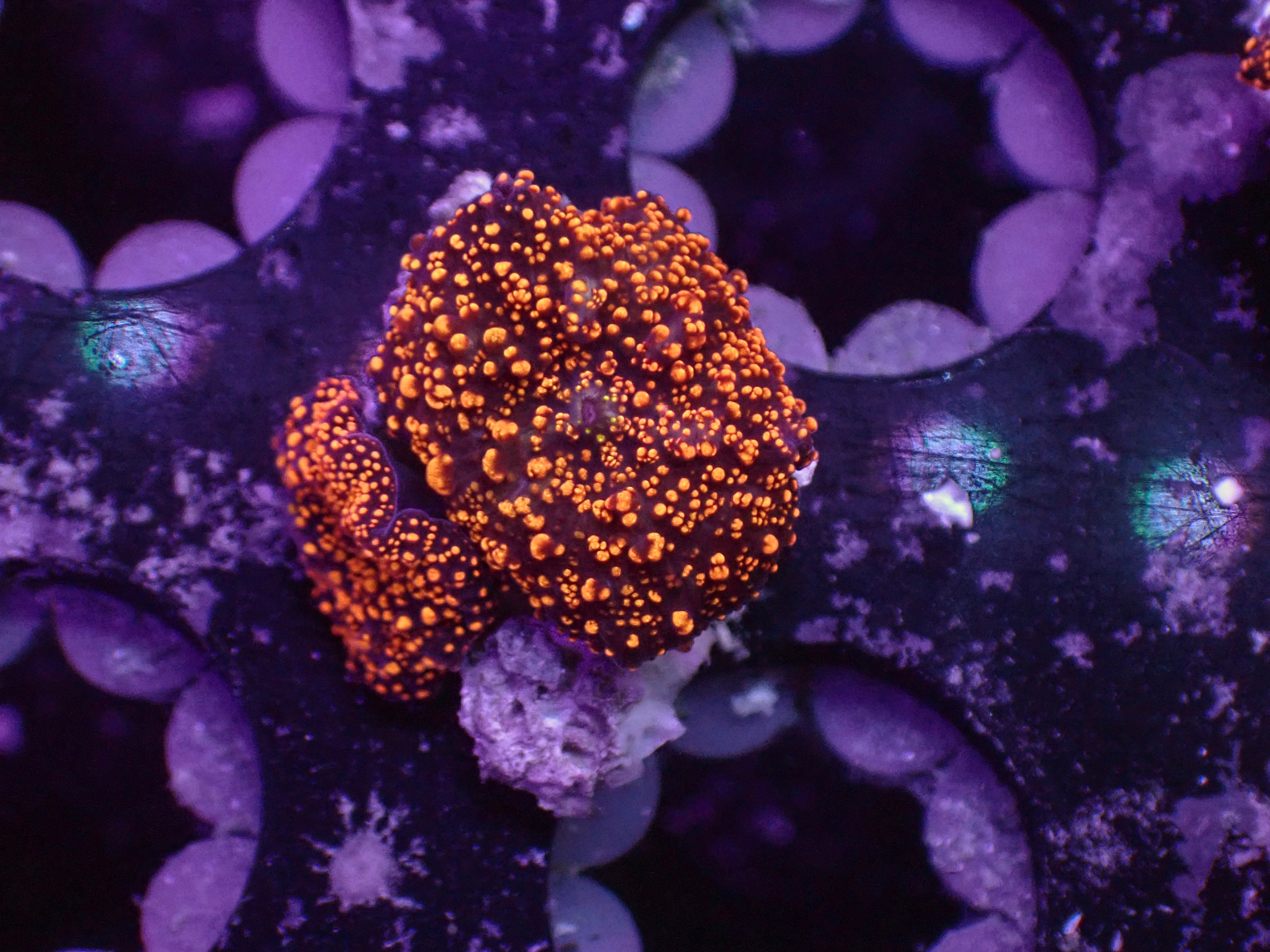 Interstellar Mushroom - WYSIWYG 25