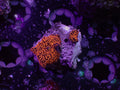 Interstellar Mushroom - WYSIWYG 26
