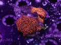 Interstellar Mushroom - WYSIWYG 27