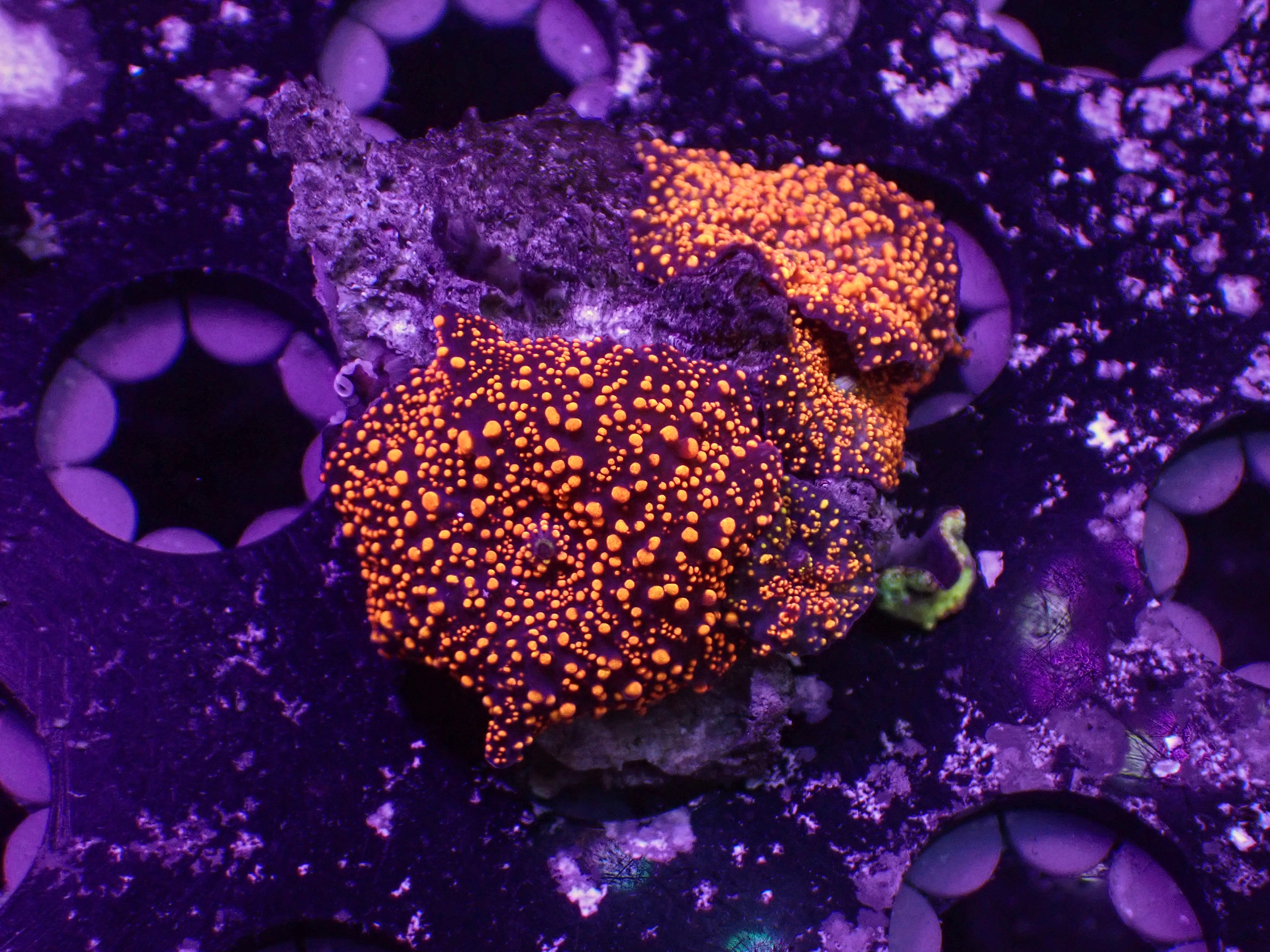 Interstellar Mushroom - WYSIWYG 27