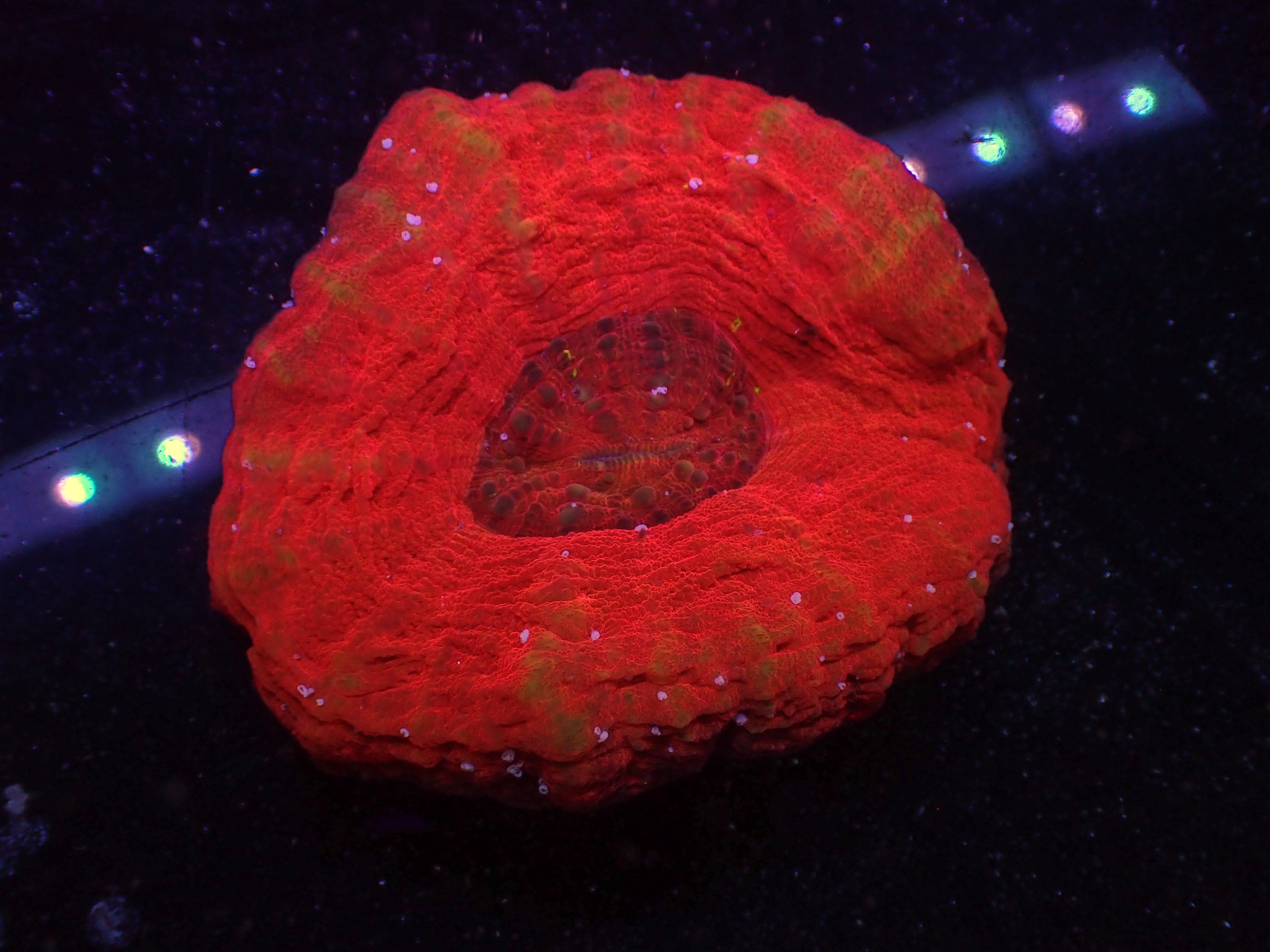 LG Blood Moon Scoly - WYSIWYG 111