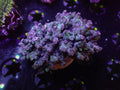 LG Branching Cyphastrea Bunch - WYSIWYG 136