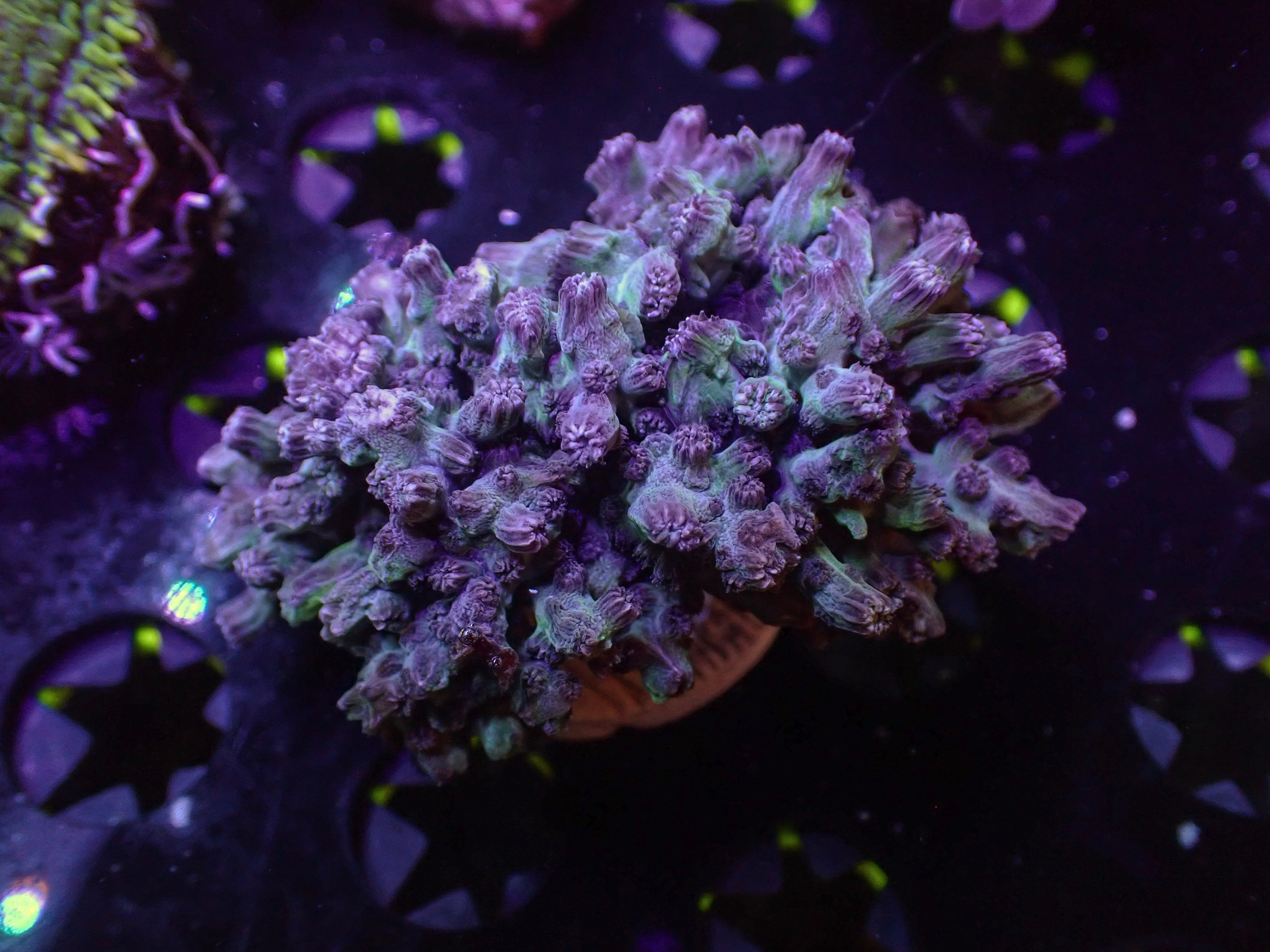 LG Branching Cyphastrea Bunch - WYSIWYG 136