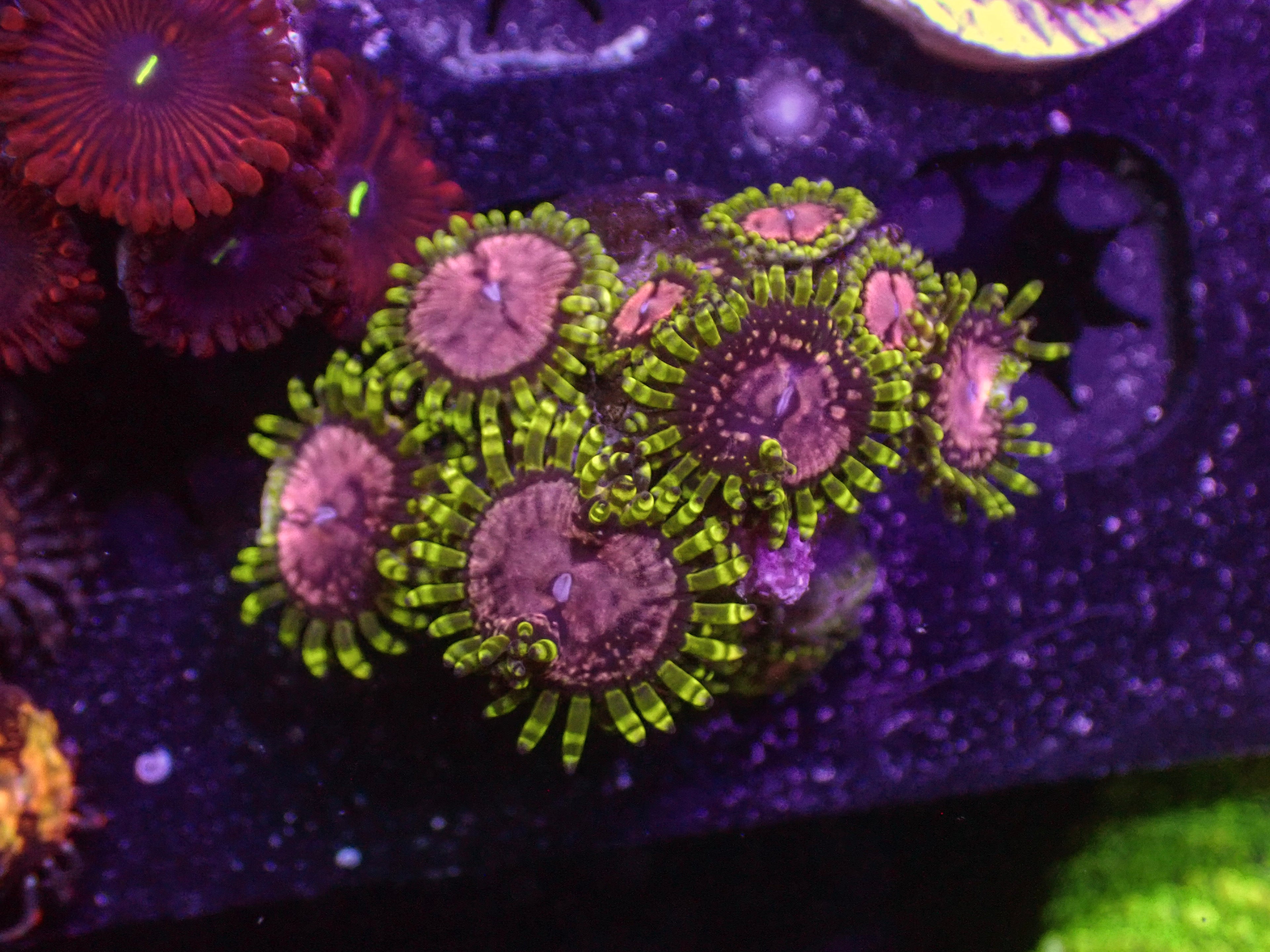LG Purple Monster Zoa - WYSIWYG 150