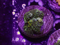 Leprechaun Bounce Mushroom - WYSIWYG 32