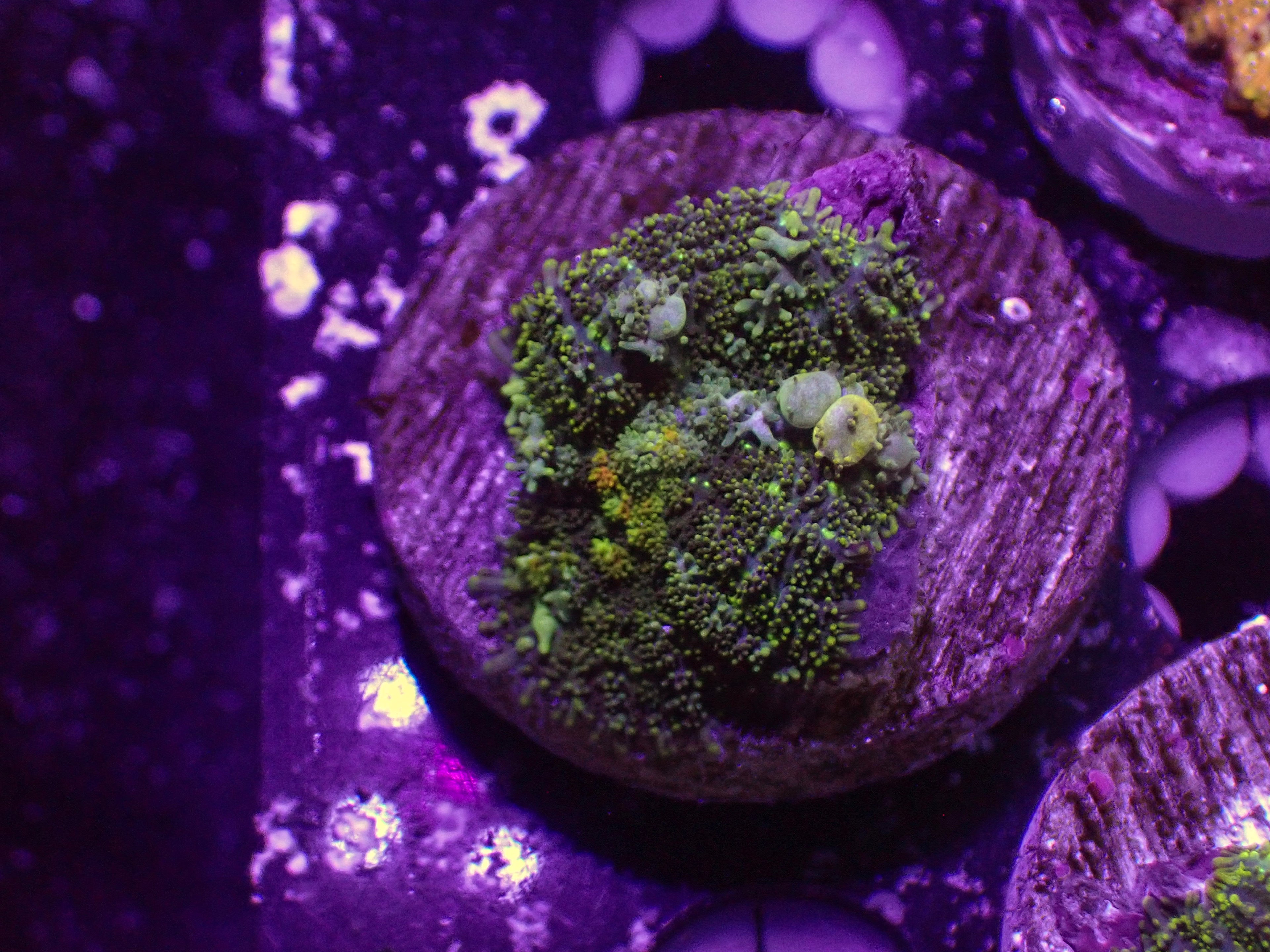 Leprechaun Bounce Mushroom - WYSIWYG 32