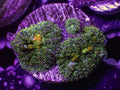 Leprechaun Bounce Mushroom Triple - WYSIWYG 31