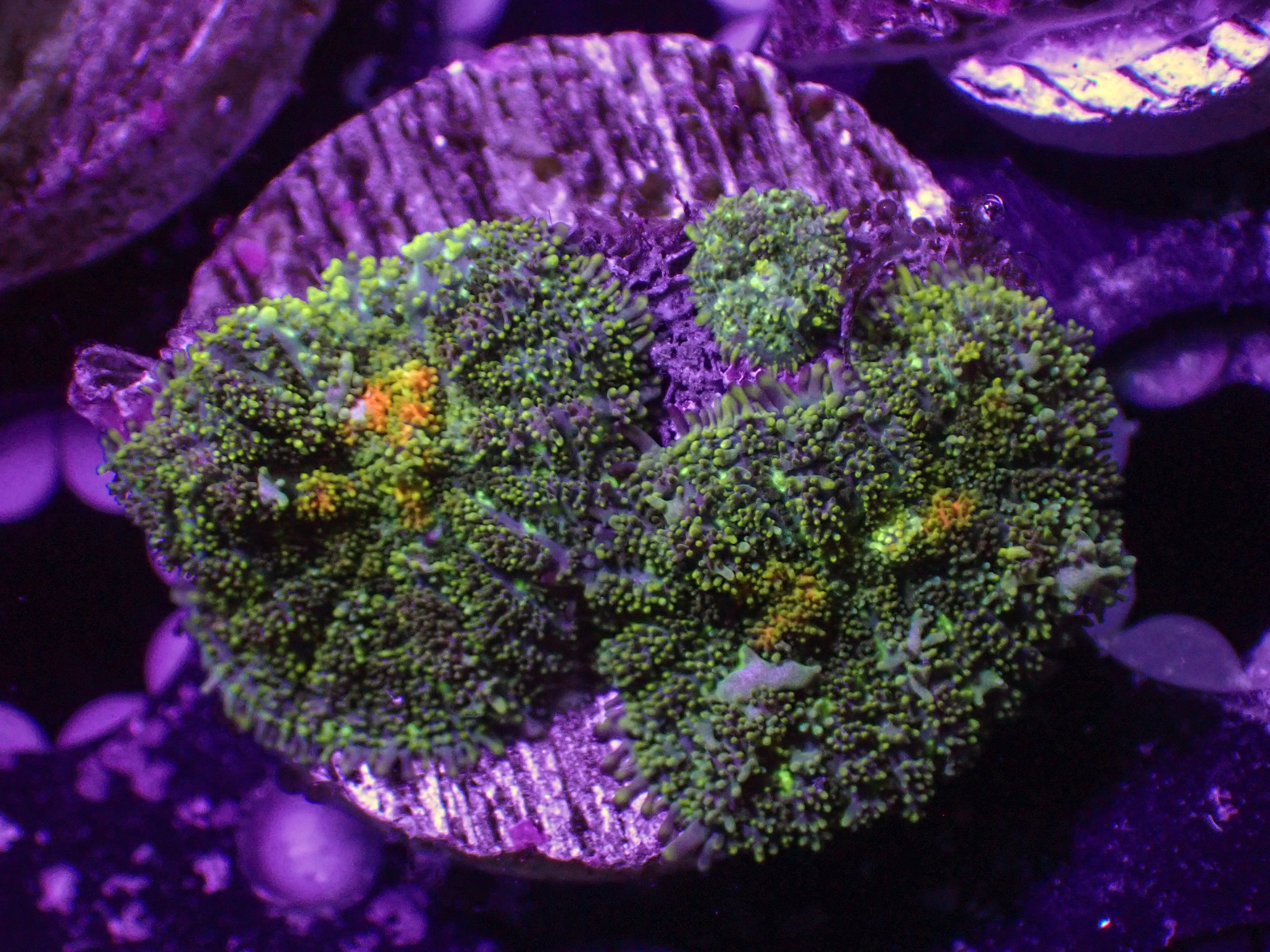 Leprechaun Bounce Mushroom Triple - WYSIWYG 31
