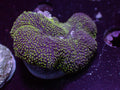 Blotchy Mushroom