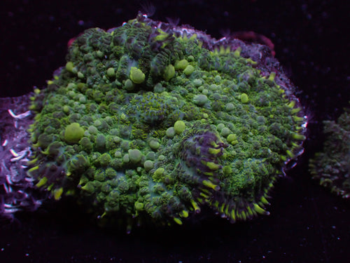 CNC Grape Slushy Mushroom
