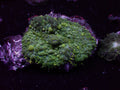 CNC Grape Slushy Mushroom