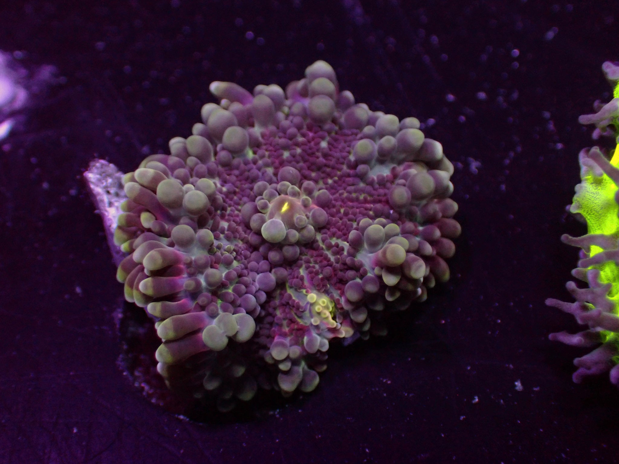 Grape Yuma Mushroom