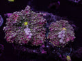 Grape Yuma Mushroom
