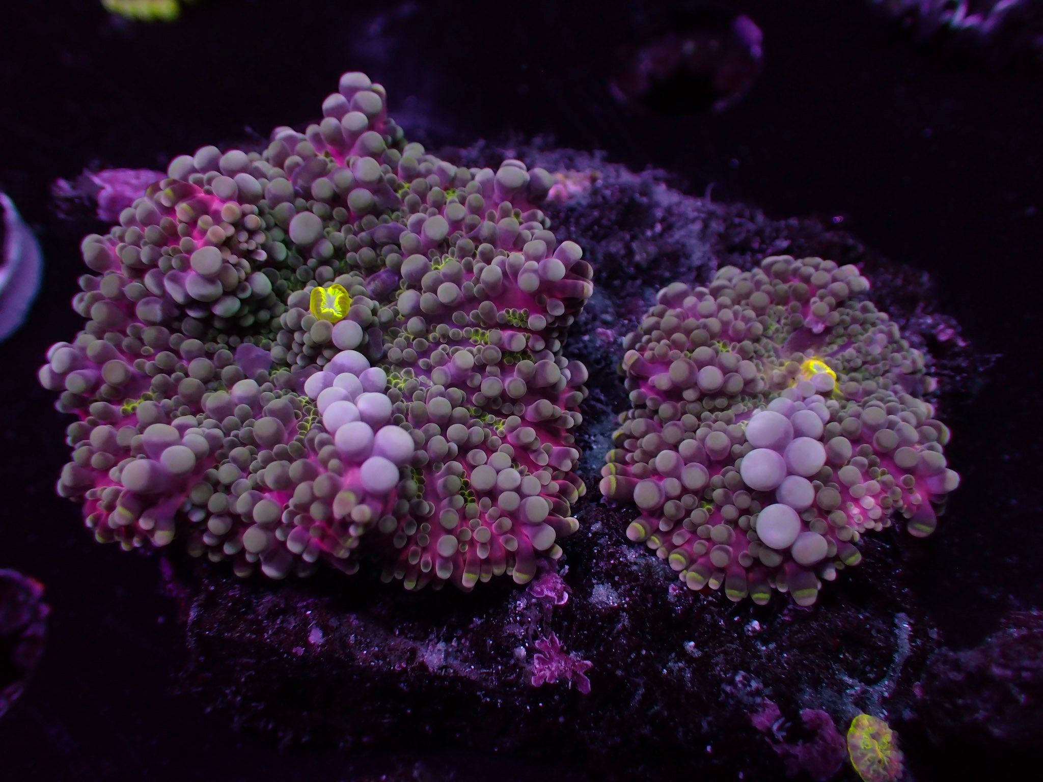 Grape Yuma Mushroom