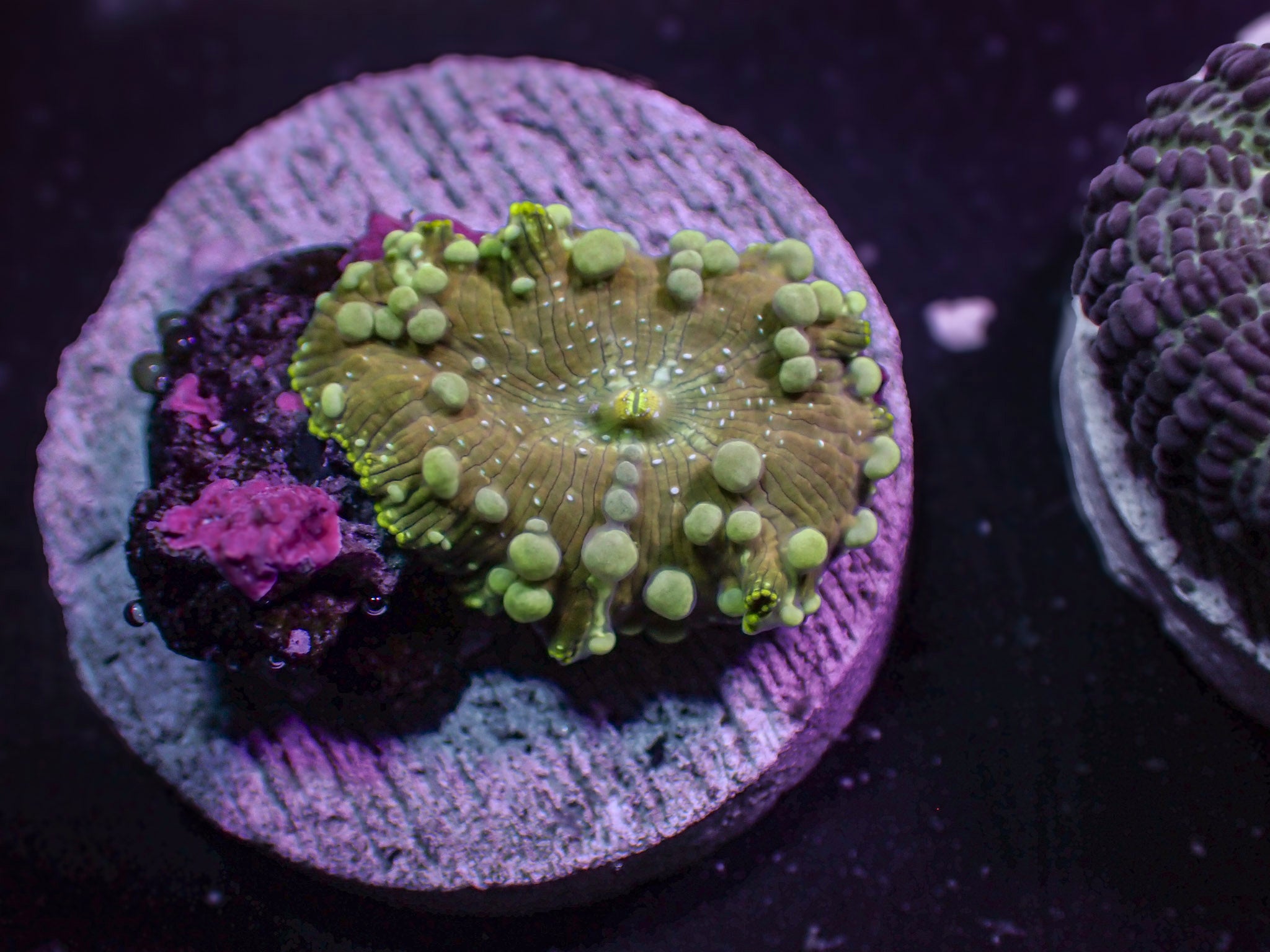 Reverse Neptune Mushroom