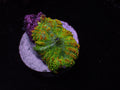 Tequila Sunrise Mushroom