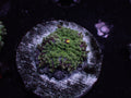 Green Yuma Mushroom
