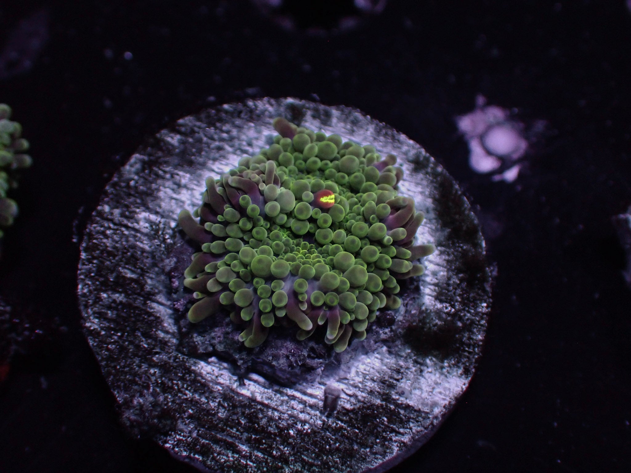 Green Yuma Mushroom