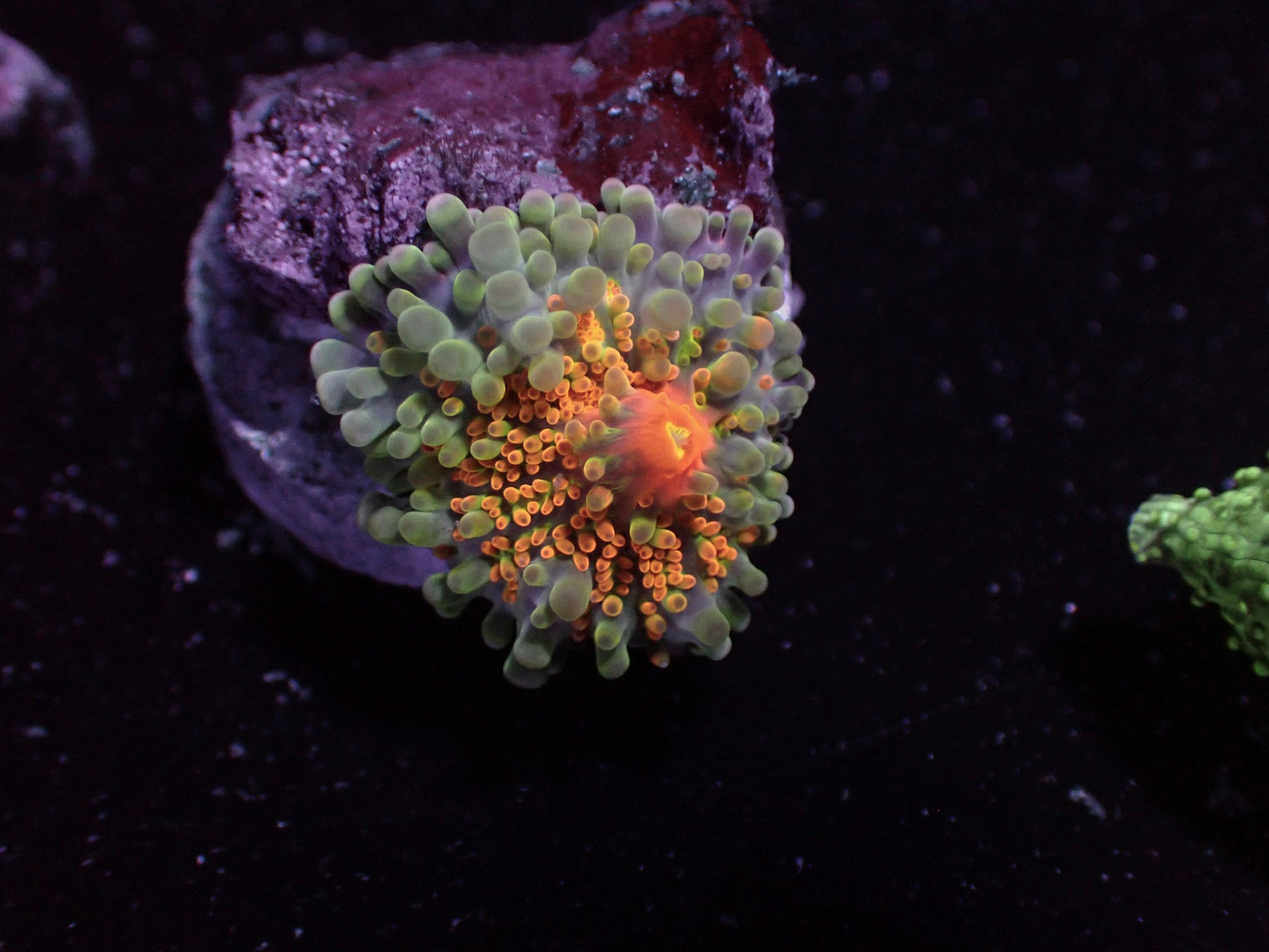 Rainbow Yuma Mushroom