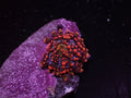 Red Yuma Mushroom