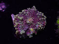 Grape Yuma Mushroom