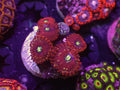 Magician Zoa - WYSIWYG 146