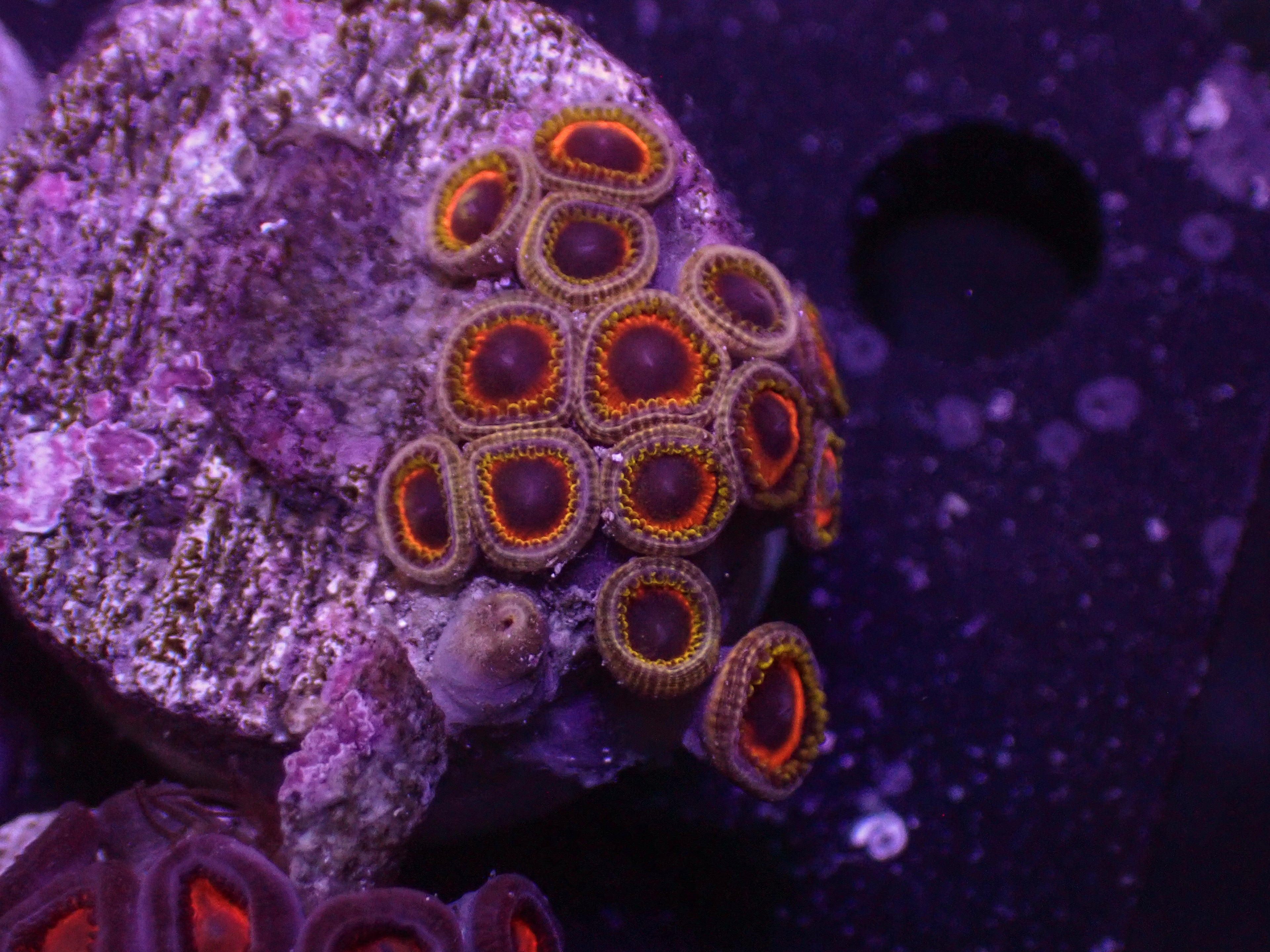 Micro Zoa - WYSIWYG 163