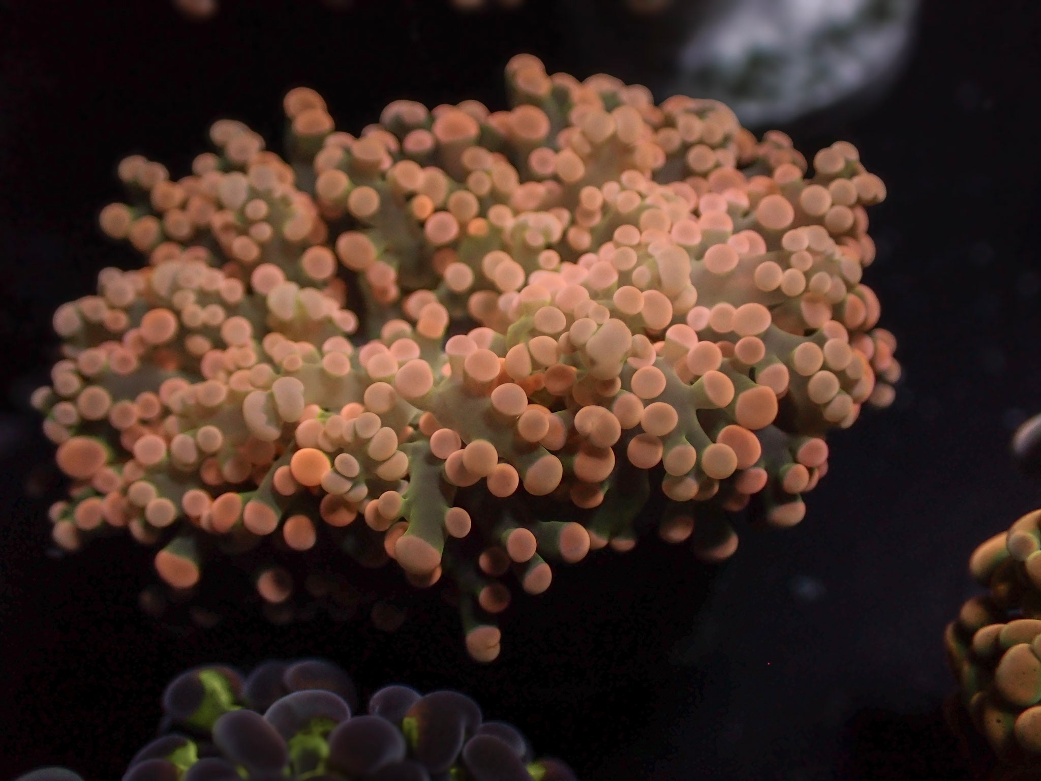 Pink Octospawn
