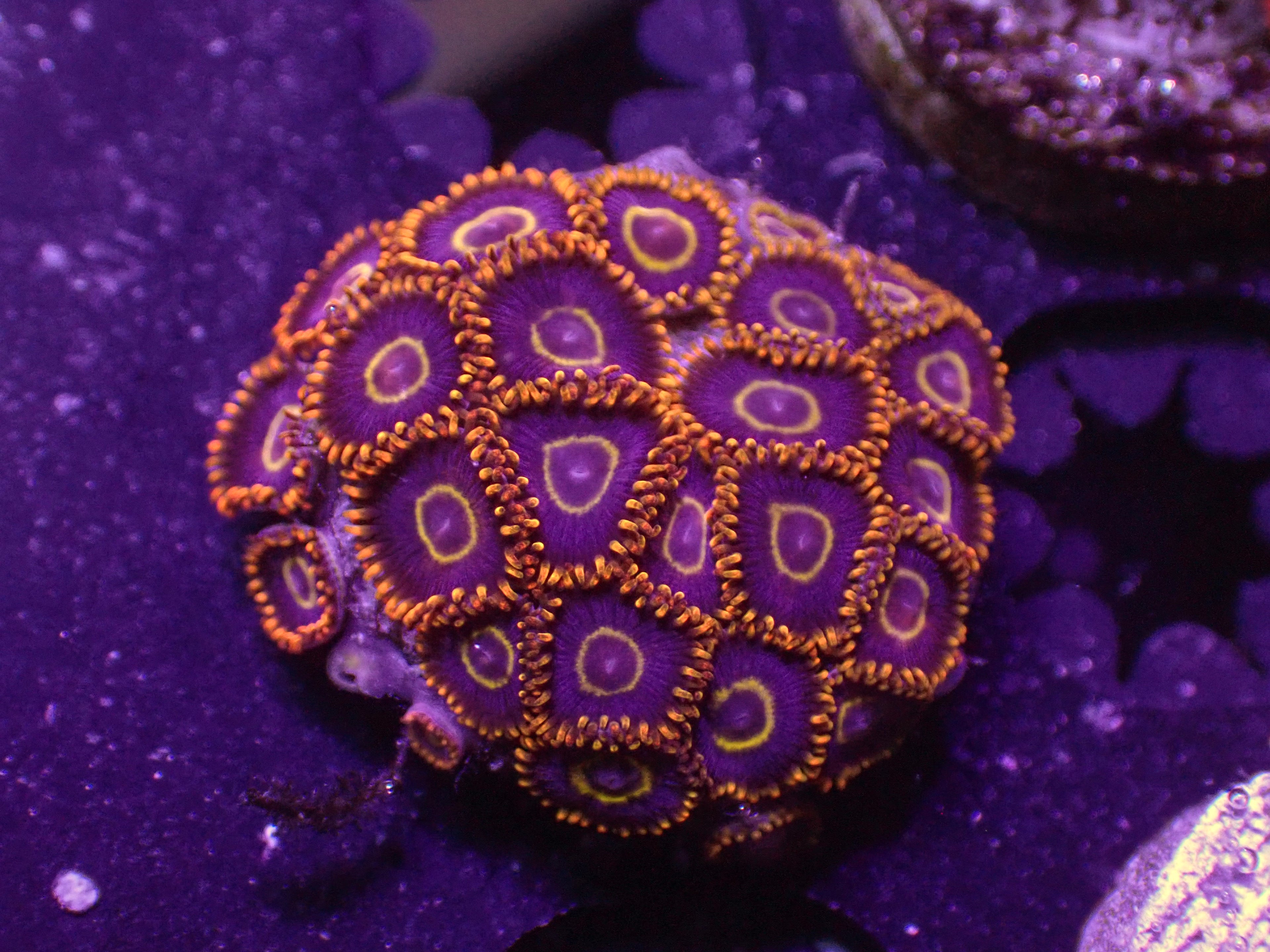Orange Hornet Zoa - WYSIWYG 147