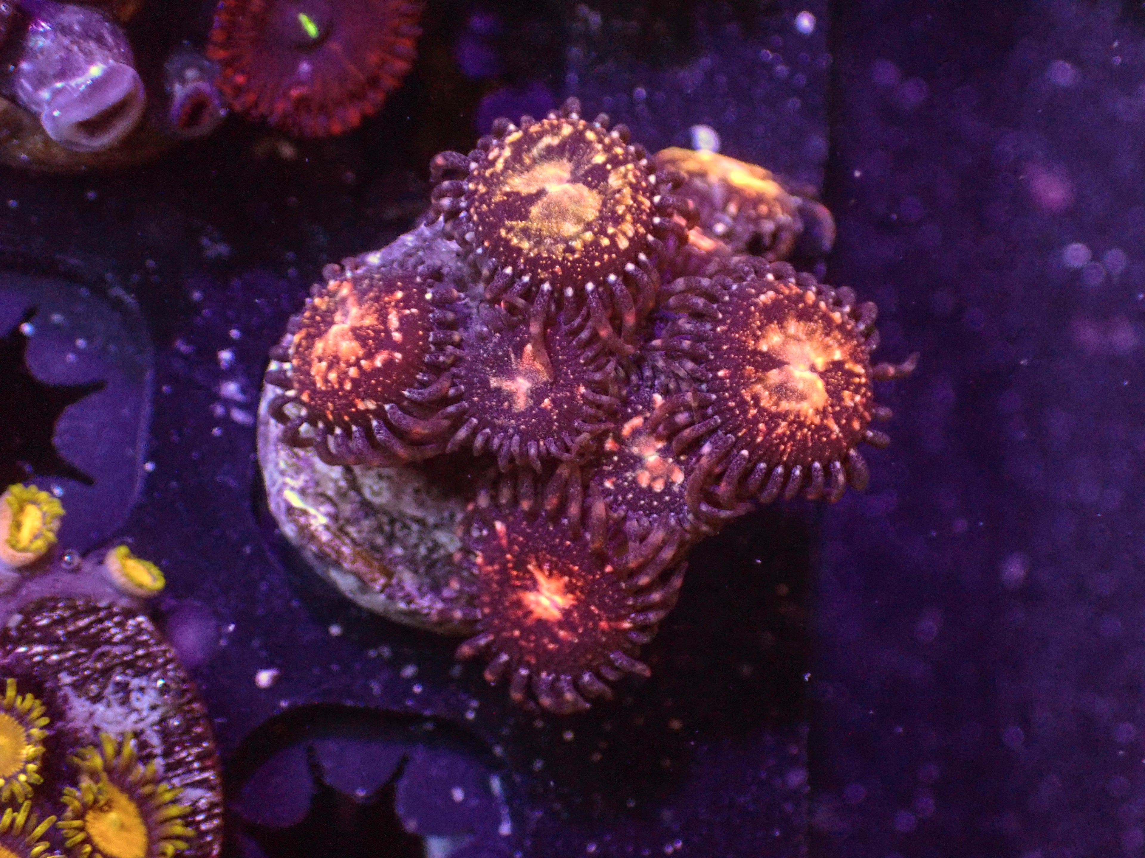 Pandora Zoa - WYSIWYG 143