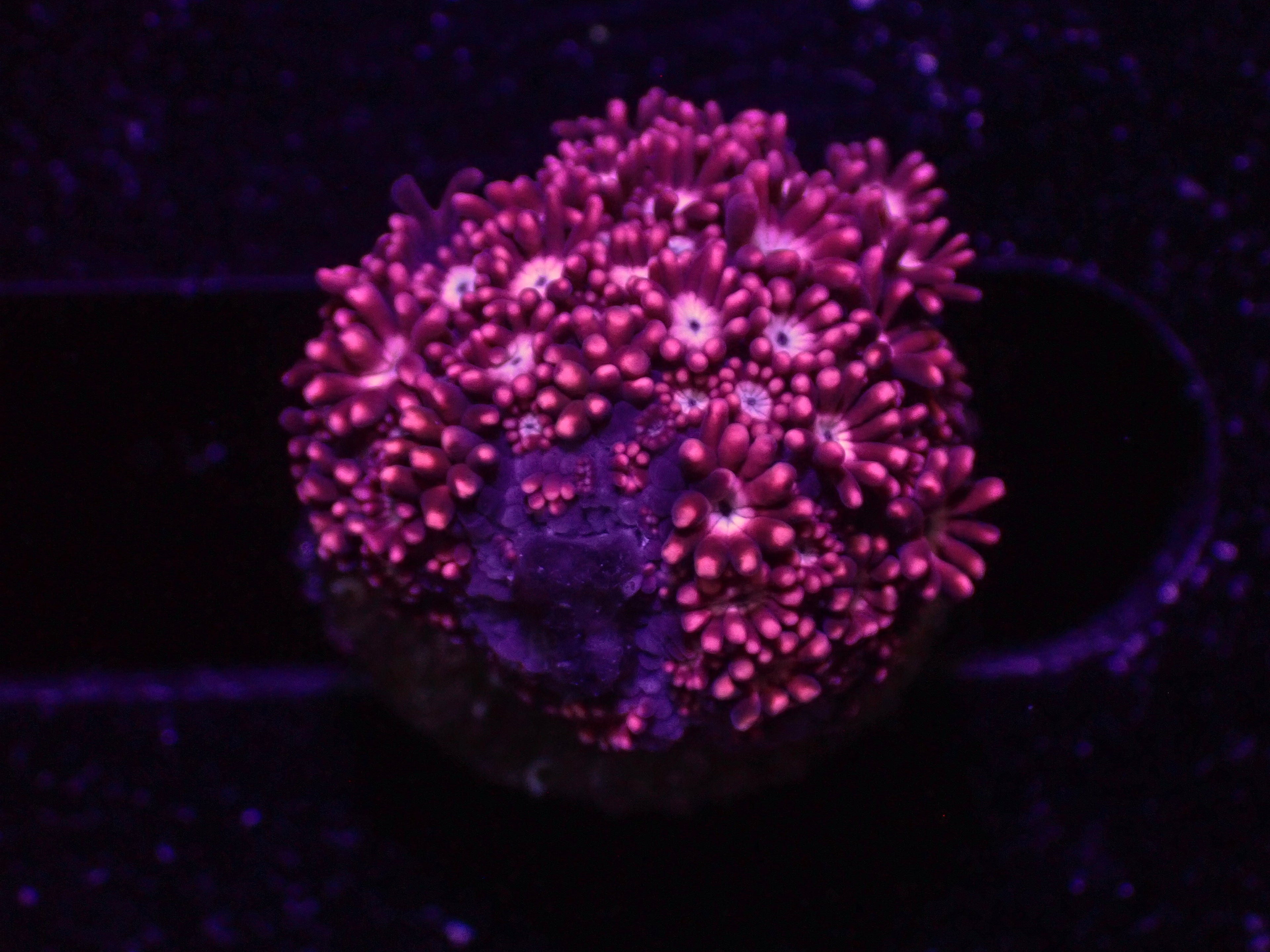 Pink Goni - WYSIWYG 51