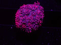 Pink Goni - WYSIWYG 52