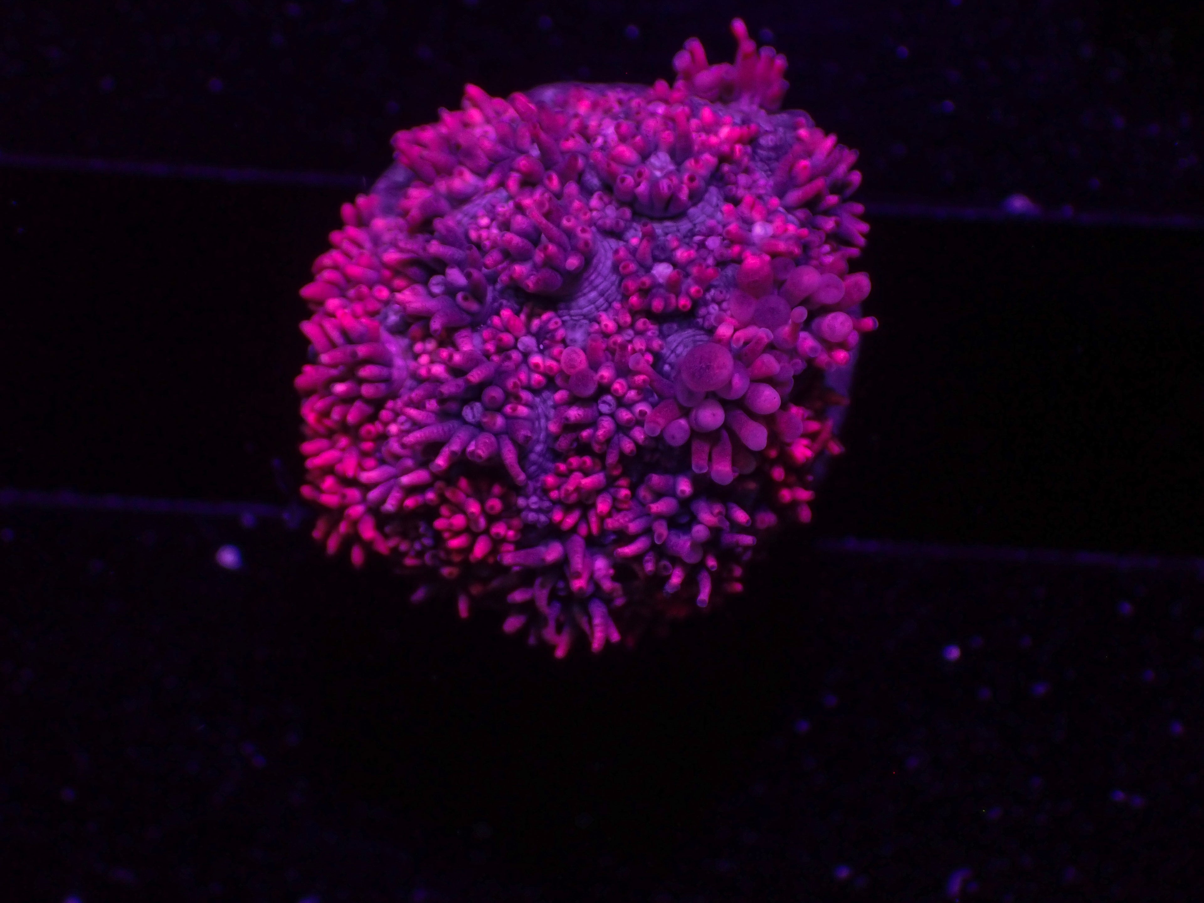 Pink Goni - WYSIWYG 52