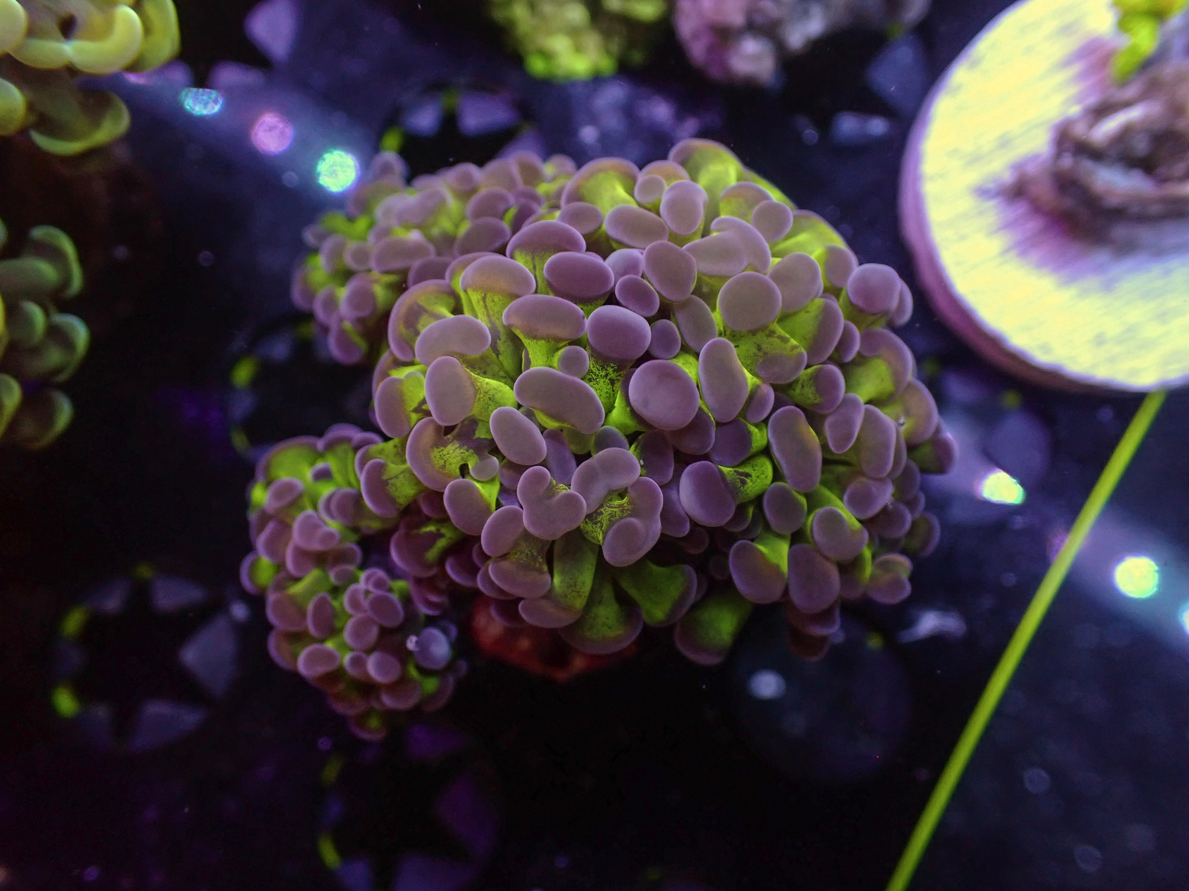 Purple Toxic Hammer - WYSIWYG 129