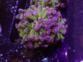 Purple Holograph Hammer - WYSIWYG 78