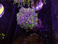 Purple Holograph Hammer - WYSIWYG 81