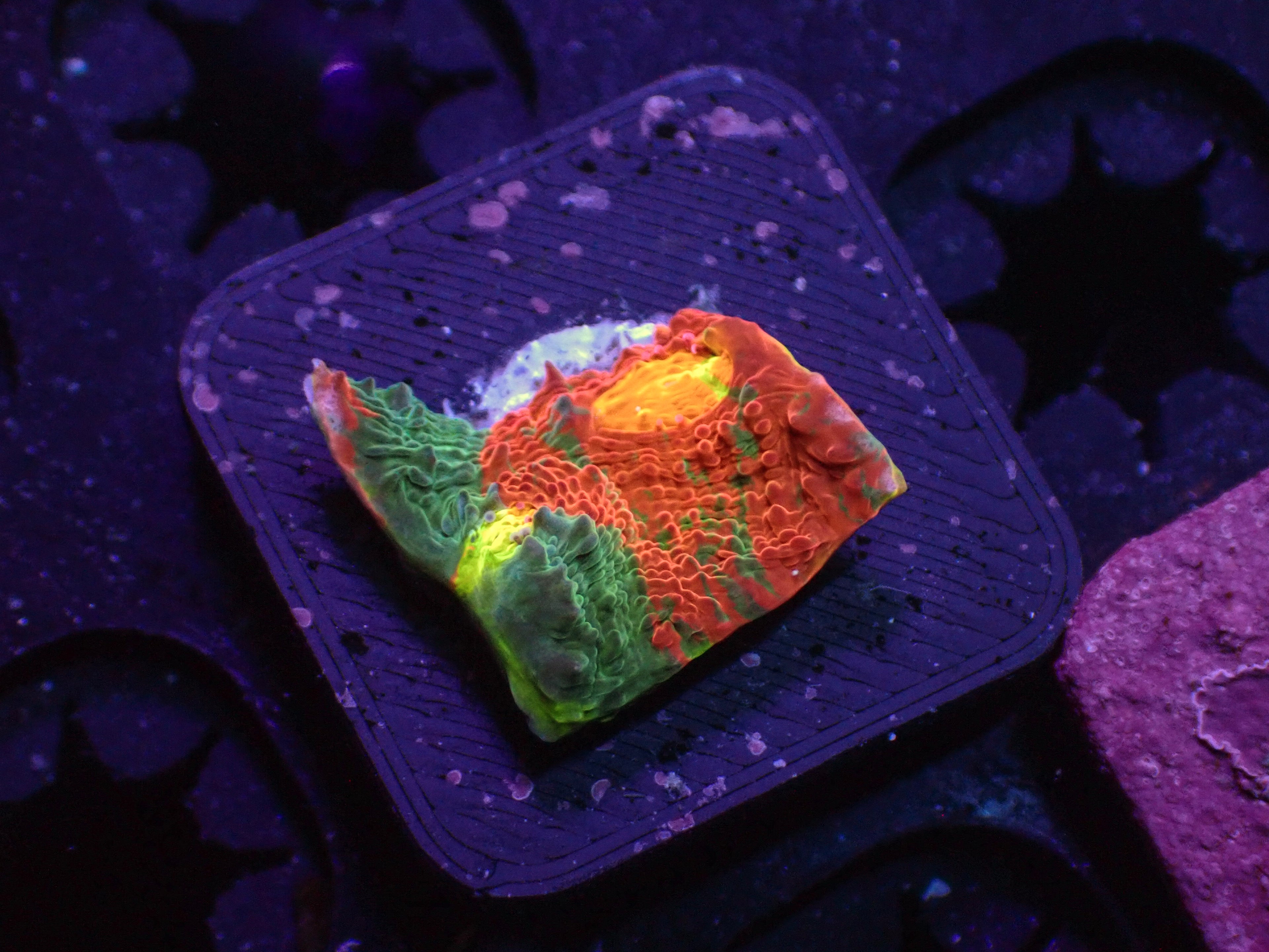 Rainbow Jellybean Chalice - WYSIWYG 3