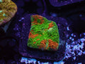 Rainbow Swirl Chalice - WYSIWYG 2