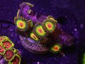Rasta Zoa - WYSIWYG 158
