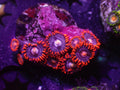 Red Eyelash Zoa - WYSIWYG 148