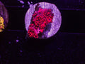 Red Gobi - WYSIWYG 54